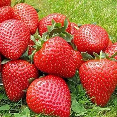 Клубника ЭЛИАНЕ  Клубника ЭЛИАНЕ в Якутске