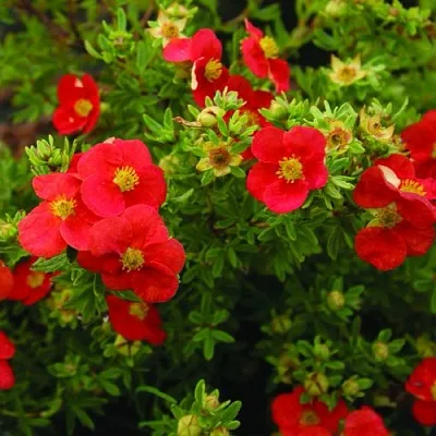 Лапчатка РЕД АЙС кустарниковая  Лапчатка РЕД АЙС кустарниковая в Якутске