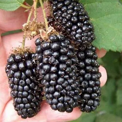 Ежевика ЛОХ НЕСС бесшипная в Якутске