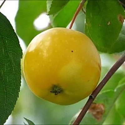 Яблоня КИТАЙКА ЖЁЛТАЯ колонновидная  Яблоня КИТАЙКА ЖЁЛТАЯ колонновидная в Якутске