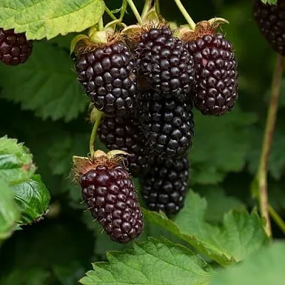 Ежемалина в Якутске