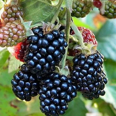 Ежевика ОУАЧИТА бесшипная в Якутске