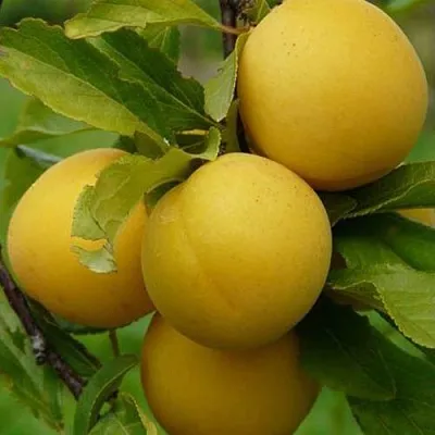 Слива СОЛНЫШКО  Слива СОЛНЫШКО в Якутске