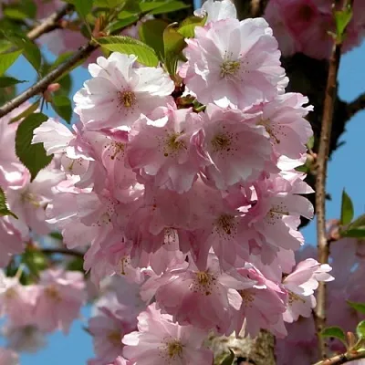 Вишня АККОЛЕЙД цветущая в Якутске