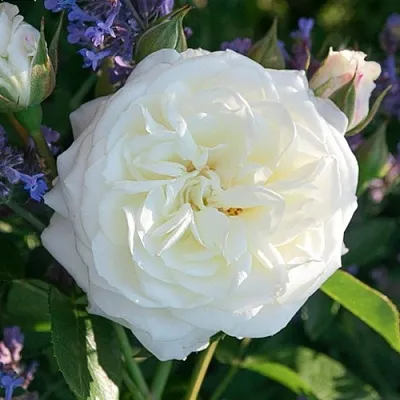 Саженцы роз АЛАБАСТЕР флорибунда  Саженцы роз АЛАБАСТЕР флорибунда в Якутске