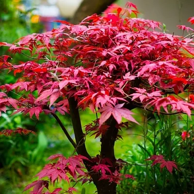 Клен дланевидный АТРОПУРПУРЕУМ в Якутске