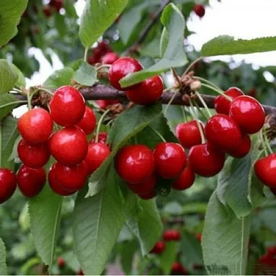 Черешня ДОНЕЦКАЯ КРАСАВИЦА  Черешня ДОНЕЦКАЯ КРАСАВИЦА в Якутске