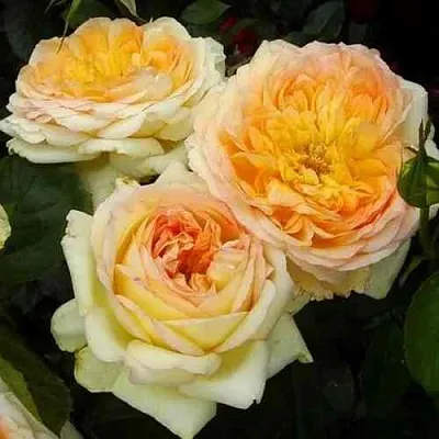 Саженцы роз АЛЬФОНС ДОДЕ чайно-гибридная  Саженцы роз АЛЬФОНС ДОДЕ чайно-гибридная в Якутске