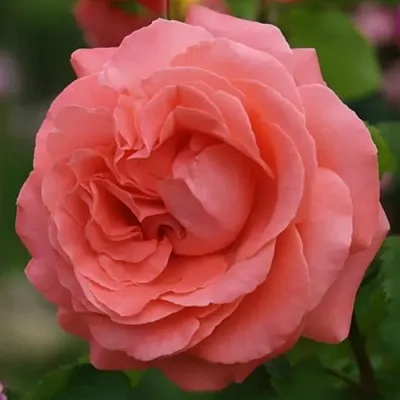 Саженцы роз ДИДИ БРИДЖУОТЕР плетистая  Саженцы роз ДИДИ БРИДЖУОТЕР плетистая в Якутске