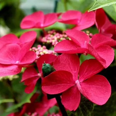 Гортензия РОТШВАНЦ крупнолистная в Якутске