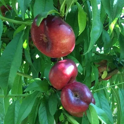 Нектарин ДОНАТ ИНЖИРНЫЙ в Якутске