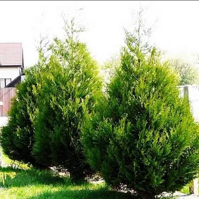 Туя АТРОВИРЕНС складчатая  Туя АТРОВИРЕНС складчатая в Якутске