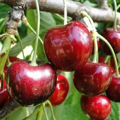 Черешня САШЕНЬКА  Черешня САШЕНЬКА в Якутске