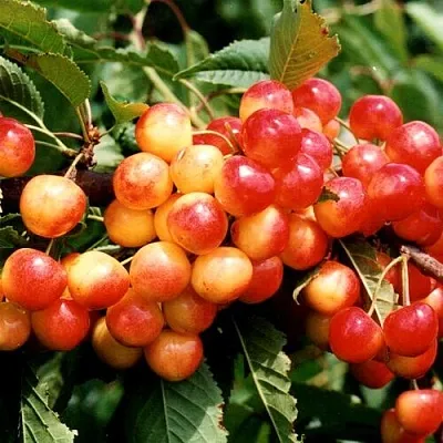 Черешня БЮТТНЕРА КРАСНАЯ  Черешня БЮТТНЕРА КРАСНАЯ в Якутске