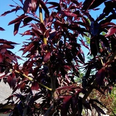 Персик БУРГУНДИ краснолистный в Якутске