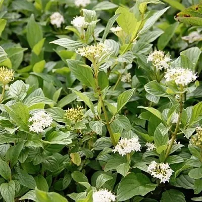 Дерен ФЛАВИРАМЕА отпрысковый   Дерен ФЛАВИРАМЕА отпрысковый  в Якутске