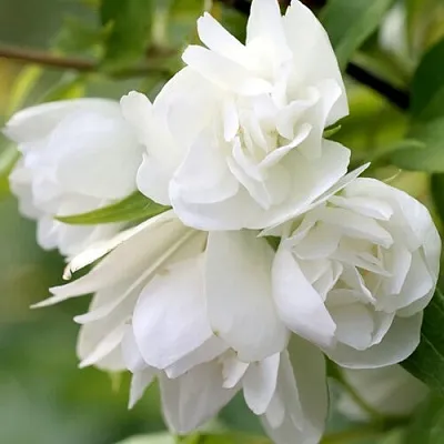 Жасмин МАНТО Д’ЭРМИН  Жасмин МАНТО Д’ЭРМИН в Якутске