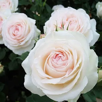 Саженцы роз ПАЛЕ РОЯЛЬ плетистая  Саженцы роз ПАЛЕ РОЯЛЬ плетистая в Якутске