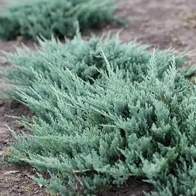 Можжевельник БЛЮ ЧИП горизонтальный в Якутске