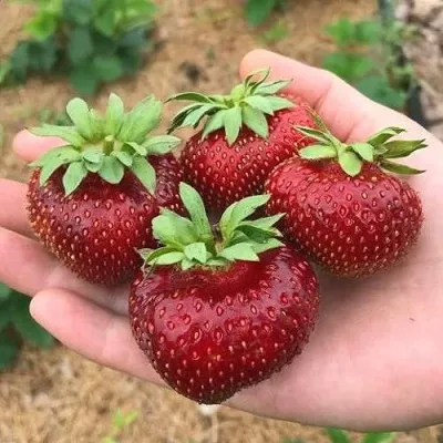 Клубника МАЛЬВИНА — описание сорта Клубника МАЛЬВИНА в Якутске