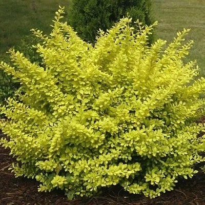 Барбарис АУРЕА тунберга  Барбарис АУРЕА тунберга в Якутске