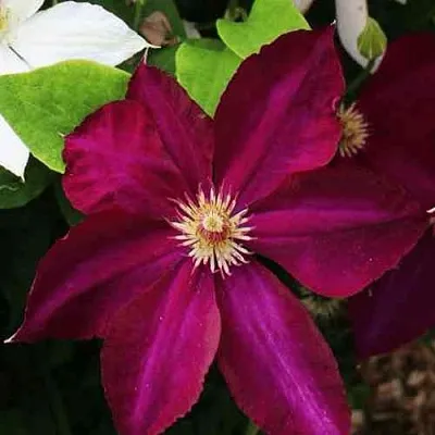 Клематис МАЗОВШЕ в Якутске