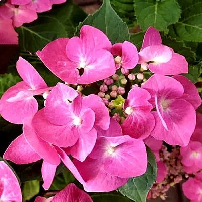 Гортензия ТАУБЕ крупнолистная в Якутске