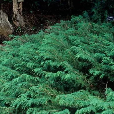 Микробиота в Якутске