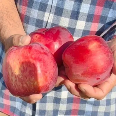 Яблоня ПАМЯТЬ КОВАЛЕНКО в Якутске