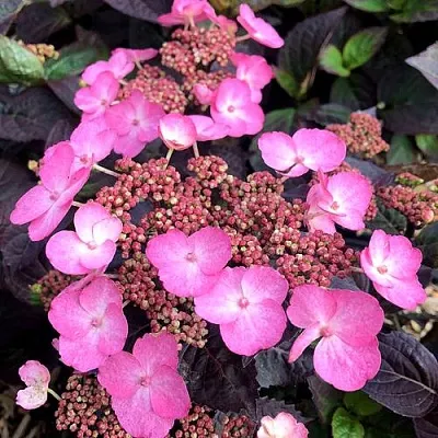 Гортензия ДАРЕДЕВИЛ пильчатая  Гортензия ДАРЕДЕВИЛ пильчатая в Якутске