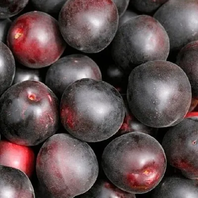 Абрикос ЧЕРНЫЙ ПРИНЦ в Якутске