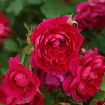 Саженцы роз КВАДРА плетистая  Саженцы роз КВАДРА плетистая в Якутске