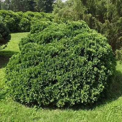 Туя УМБРАКУЛИФЕРА западная  Туя УМБРАКУЛИФЕРА западная в Якутске