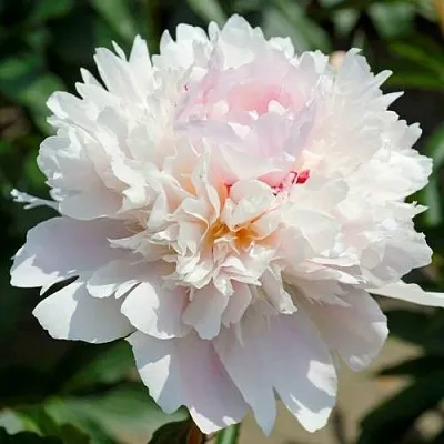 Пион АЛЕРТИ травянистый  Пион АЛЕРТИ травянистый в Якутске