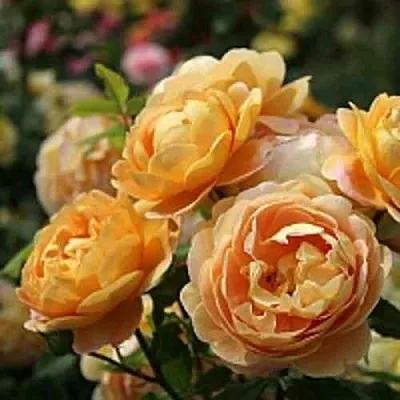 Саженцы роз ГОЛДЕН СЕЛЕБРЕЙШЕН английская  Саженцы роз ГОЛДЕН СЕЛЕБРЕЙШЕН английская в Якутске