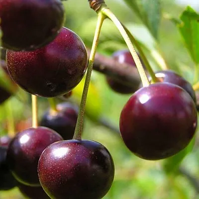 Вишня ЛИВЕНСКАЯ в Якутске