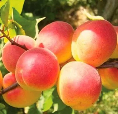 Абрикос NJA-19 в Якутске