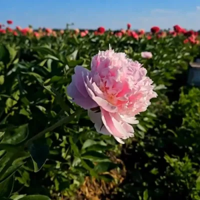 Пион ИМПЕРАТОРСКАЯ НАЛОЖНИЦА древовидный в Якутске