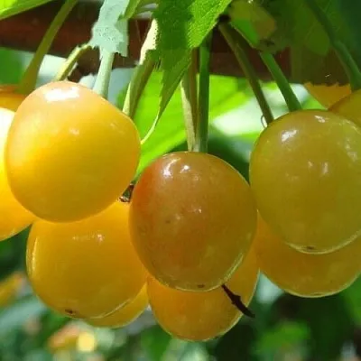 Черешня ЯНТАРНАЯ  Черешня ЯНТАРНАЯ в Якутске