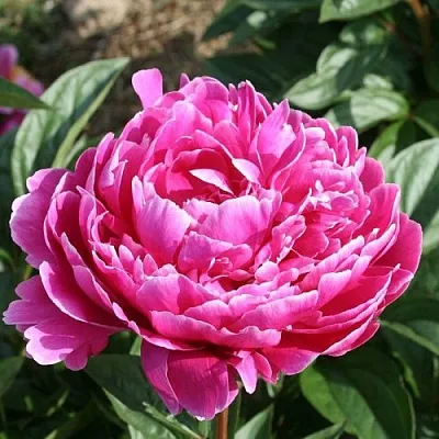 Пион СЕБАСТЬЯН МААС травянистый  Пион СЕБАСТЬЯН МААС травянистый в Якутске