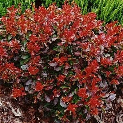 Барбарис КАРМЕН тунберга  Барбарис КАРМЕН тунберга в Якутске