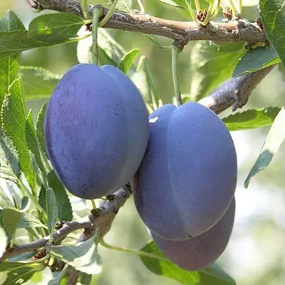 Слива СТЭНЛИ  Слива СТЭНЛИ в Якутске