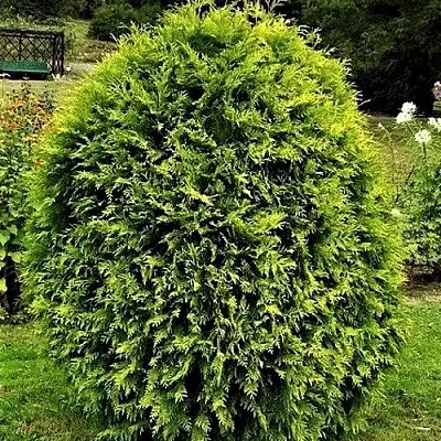 Туя ТИП ТОП западная  Туя ТИП ТОП западная в Якутске