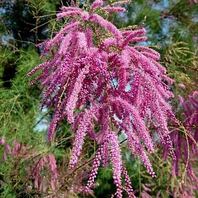 Тамарикс ПИНК КАСКАД  Тамарикс ПИНК КАСКАД в Якутске