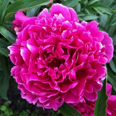 Пион КАРЛ РОЗЕНФЕЛЬД травянистый  Пион КАРЛ РОЗЕНФЕЛЬД травянистый в Якутске