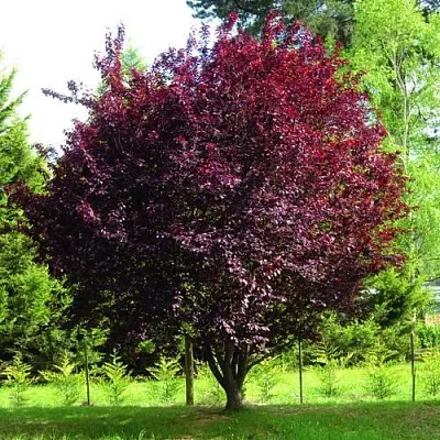 Слива НИГРА растопыреная   Слива НИГРА растопыреная  в Якутске