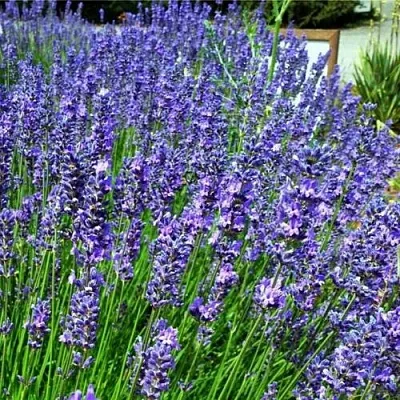 Лаванда ФЕНОМЕНАЛ узколистная  Лаванда ФЕНОМЕНАЛ узколистная в Якутске