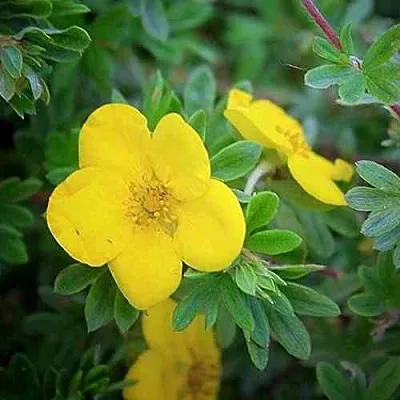 Лапчатка ГОЛДСТАР кустарниковая  Лапчатка ГОЛДСТАР кустарниковая в Якутске