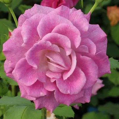 Саженцы роз ВИОЛЕТТА чайно-гибридная  Саженцы роз ВИОЛЕТТА чайно-гибридная в Якутске