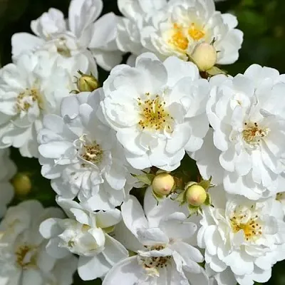 Саженцы роз ГИРЛЯНДА ДЕ АМУР мускусная  Саженцы роз ГИРЛЯНДА ДЕ АМУР мускусная в Якутске